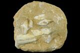Fossil Mosasaur (Halisaurus) Jaw Section - Morocco #113837-1